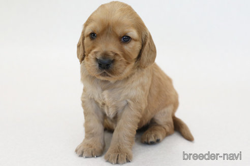 成約済の神奈川県のミックス犬-374816の3枚目